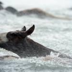 Usa, i pony dell'isola di Assateague che nuotano nell'oceano03