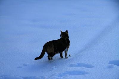 la neve a Pierino