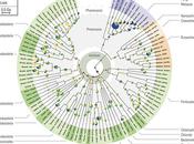 miliardi anni boom genetico cambiò storia della vita