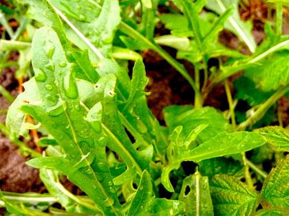 Rucola, digestiva e rinfrecante