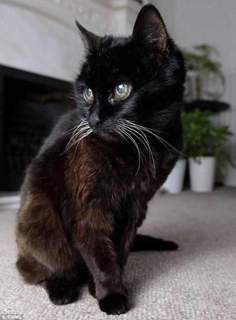 Beware of the cat: Lewis's owner Jill Neale says that she believes the cat's 'ferocity and stubbornness' are the reason it has become Britain's oldest domestic feline