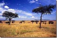 085 Serengeti
