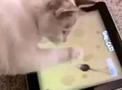 iPad: arrivato gioco anche vostri gatti