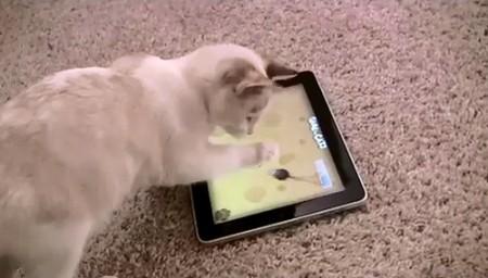 iPad: è arrivato un gioco anche per i vostri gatti