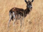 Foto giorno dicembre 2010 strana gazzella pelosa kenya