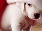 Buone feste!