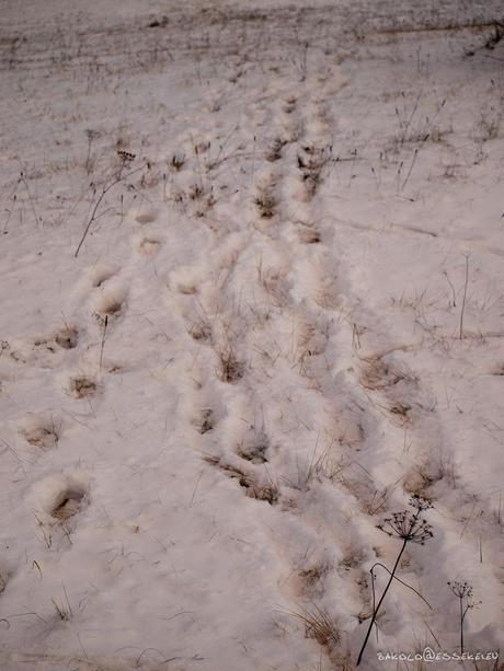 Neve in generale