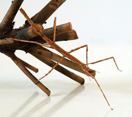 Insetto stecco / Stick insect