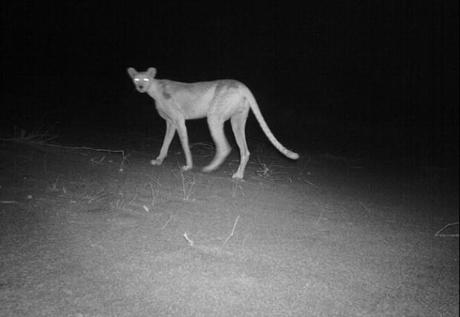 Niger, fotografato un rarissimo ghepardo sahariano