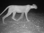 Foto giorno dicembre 2010 fotografato raro ghepardo sahariano