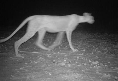 Niger, fotografato un rarissimo ghepardo sahariano