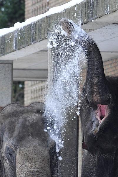 FOTO DEL GIORNO 27 DICEMBRE 2010 : ELEFANTI GIOCANO A PALLE DI NEVE