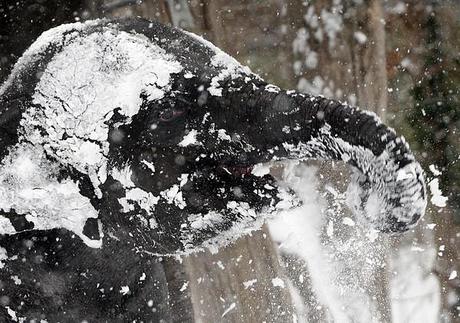FOTO DEL GIORNO 27 DICEMBRE 2010 : ELEFANTI GIOCANO A PALLE DI NEVE