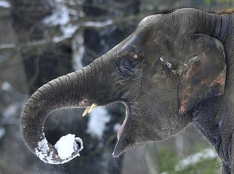 FOTO DEL GIORNO 27 DICEMBRE 2010 : ELEFANTI GIOCANO A PALLE DI NEVE