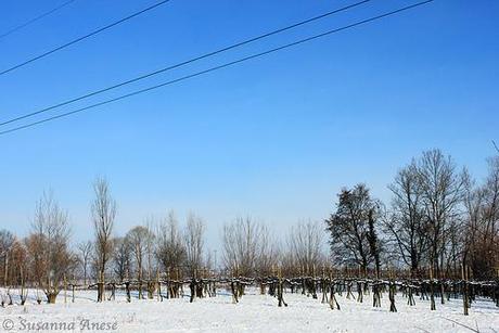 Campi innevati