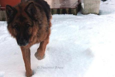 Snow Dog you are so cute ♥