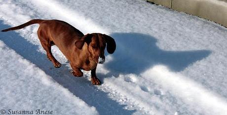 Il cane delle nevi