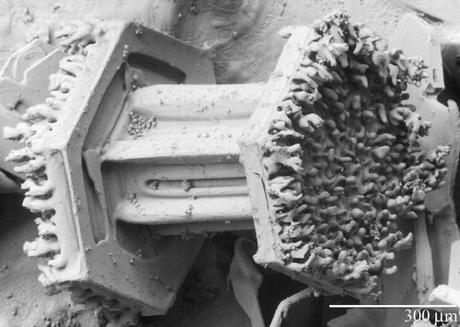 Un fiocco di neve al microscopio