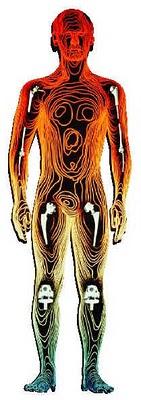 elementi corpo umano