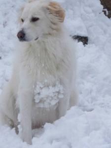 Capodanno: proteggiamo dai botti i nostri amici animali!