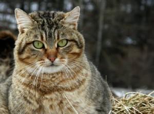 Capodanno: proteggiamo dai botti i nostri amici animali!