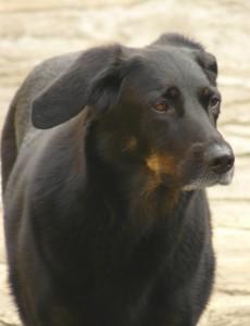 Capodanno: proteggiamo dai botti i nostri amici animali!