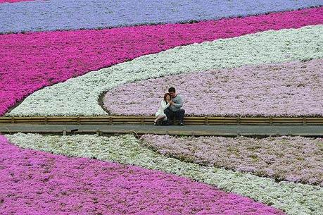 Fiori per te, immaginali tutti in una ghirlanda…la nostra primavera