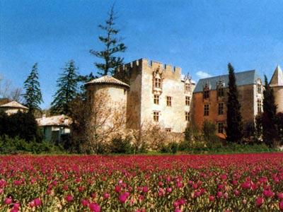 Fiori per te, immaginali tutti in una ghirlanda…la nostra primavera