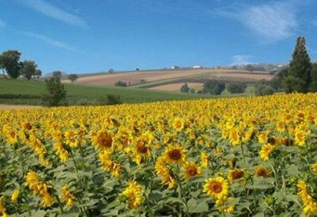 Fiori per te, immaginali tutti in una ghirlanda…la nostra primavera