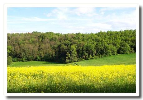 Fiori per te, immaginali tutti in una ghirlanda…la nostra primavera