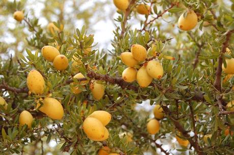 Conoscete realmente l’olio d’Argan ?