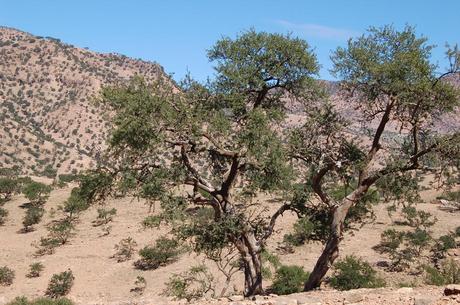 Conoscete realmente l’olio d’Argan ?