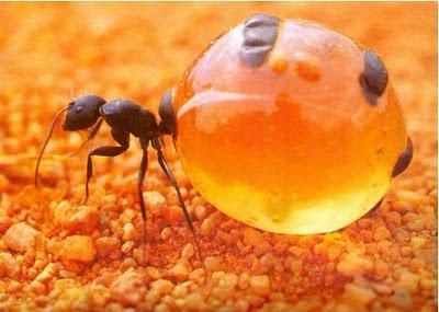 formiche miele