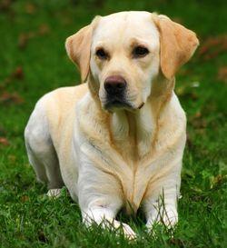 Labrador-retriever