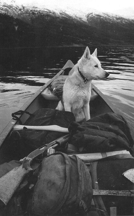 Il Signor Hell e il cane bianco