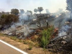 Corato/ Ambiente. Domato dai Bersaglieri di Altamura l’incendio sulla SP Corato Bisceglie, al km 19