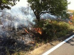 Corato/ Ambiente. Domato dai Bersaglieri di Altamura l’incendio sulla SP Corato Bisceglie, al km 19