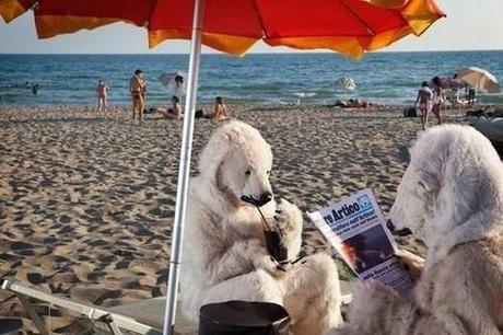 Due orsi polari sul lido di Ostia