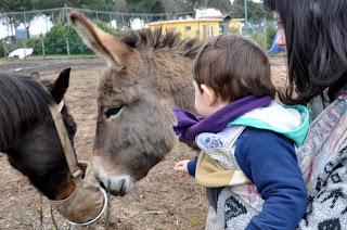 Primi passi all'Ippoasi