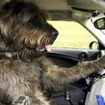 dogdriving