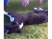 Passante rianima cane massaggio cardiaco (Video)