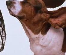 Caronte Ecco come difendersi dal gran caldo