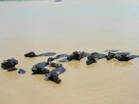 India: in cerca di  refrigerio. गर्म दिन