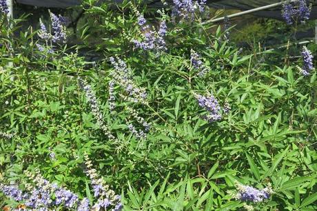 Vitex Agnus castus un nome importante per una piante semplice