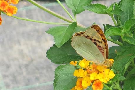 Le farfalle e i fiori