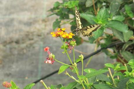 Le farfalle e i fiori