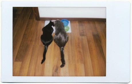 It's Caturday! - WEEK 43/52