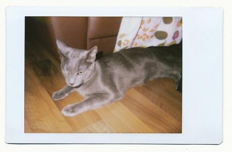 It's Caturday! - WEEK 42/52