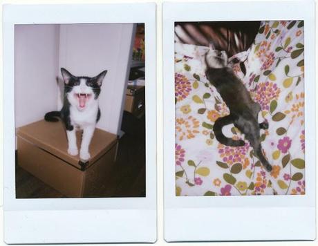 It's Caturday! - WEEK 41/52