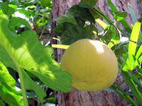 Ischia: giardini di passione